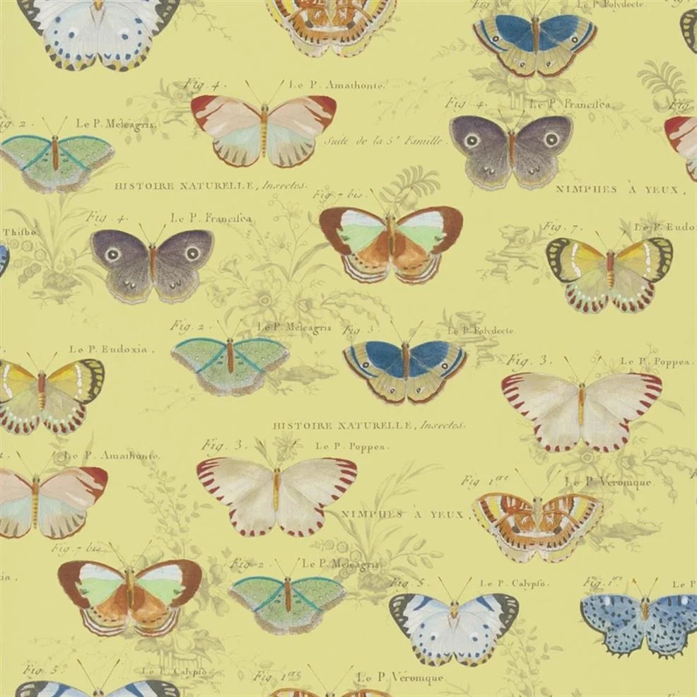 Butterfly Studies Mimosa Wallpaper