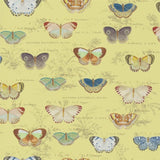 Butterfly Studies Mimosa Wallpaper