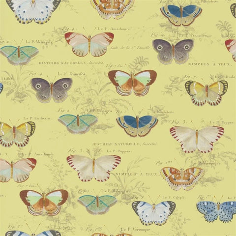 Butterfly Studies Mimosa Wallpaper